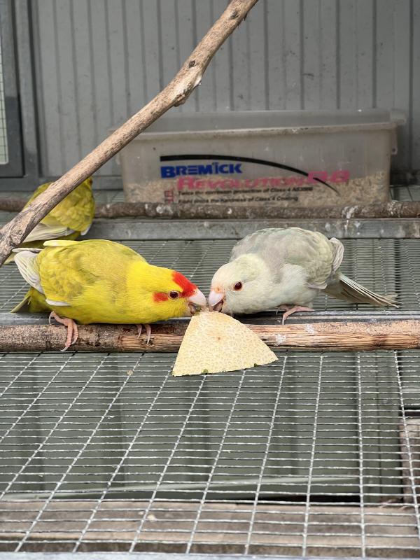 Fallow Blue Kakariki mutations