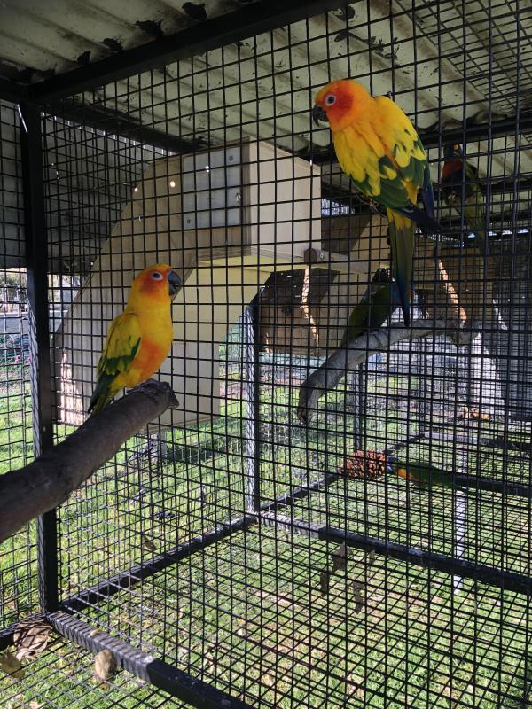 Breeding Sun Conures will swap for Crimsons, Eclectus, Majors etc