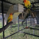 Breeding Sun Conures will swap for Crimsons, Eclectus, Majors etc