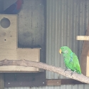 Eclectus