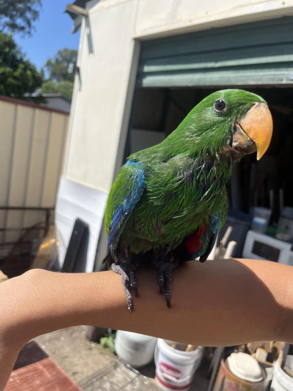 Hand raised Eclectus
