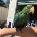 Hand raised Eclectus