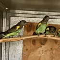 MEYERS PARROTS