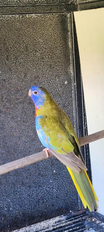 Scarlet chested parrot cinnamon