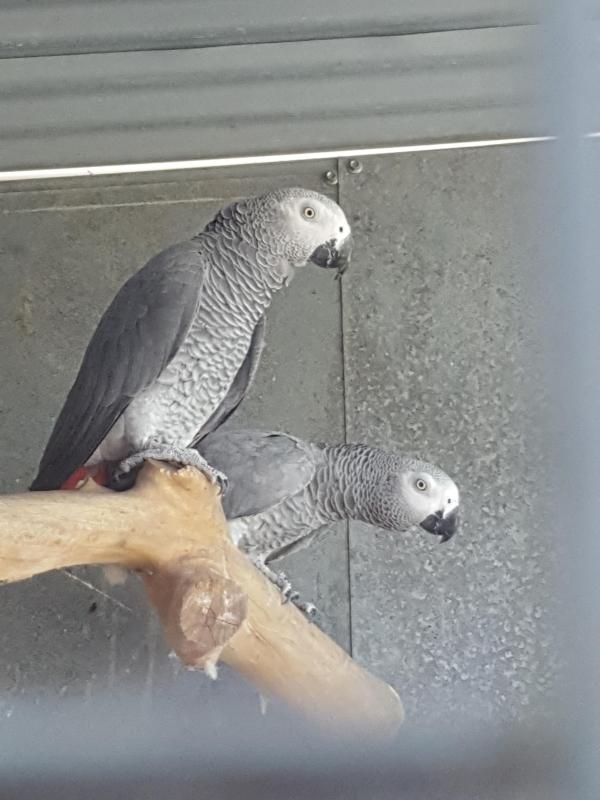 African grey breeding pairs