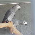 African grey breeding pairs