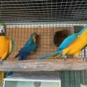 Blue and gold macaws