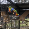 Proven Breeders Split Blue Lorikeets swap for Eclectus, Majors, Crimsons etc