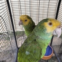 Double yellow headed amazon pair