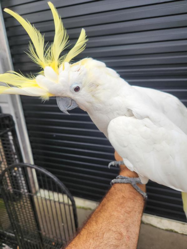 Female sulphur crested cockatoo