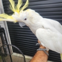 Female sulphur crested cockatoo