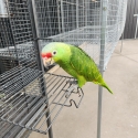 Red lored amazon