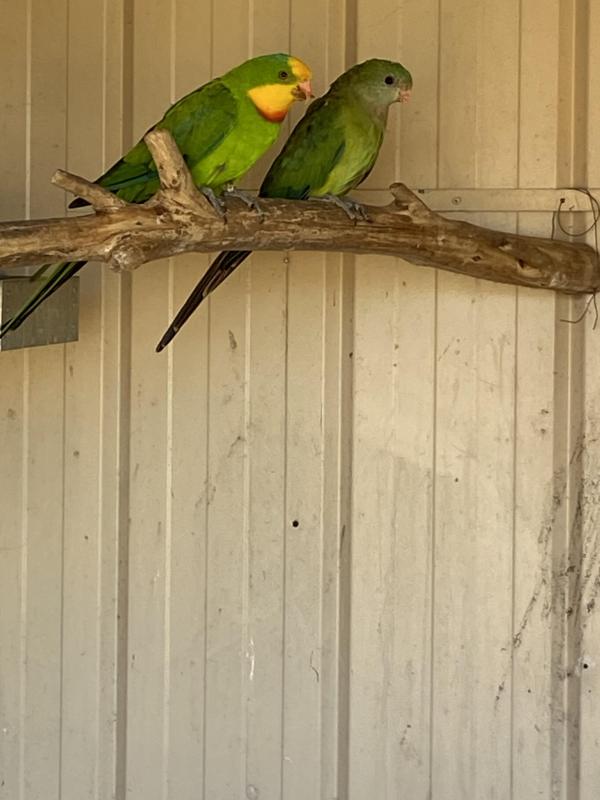 Breeding pair surperbs . Redwings.