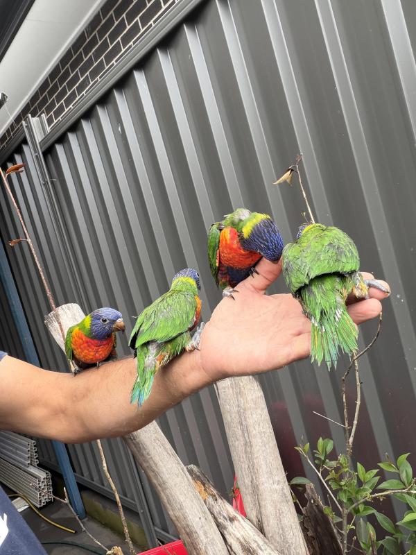 Rinbow Lorkeet babys hand raised tame very friendly