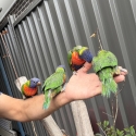 Rinbow Lorkeet babys hand raised tame very friendly