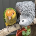 BEST TALKING BIRDS: Baby African Greys 