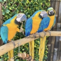 Blue & Gold hand raised very friendly good with kids excellent feathers
