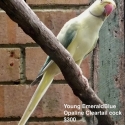 INDIAN RINGNECK MUTATIONS