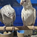Galah mutations