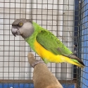 Senegal male swap or sell