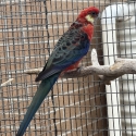 WTB-Rosellas