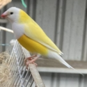 Australian Yellow Gouldians