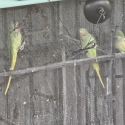 Breeding pair Alaxandrine Parrots