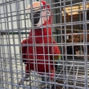 4 yr old bonded pair green wing macaws