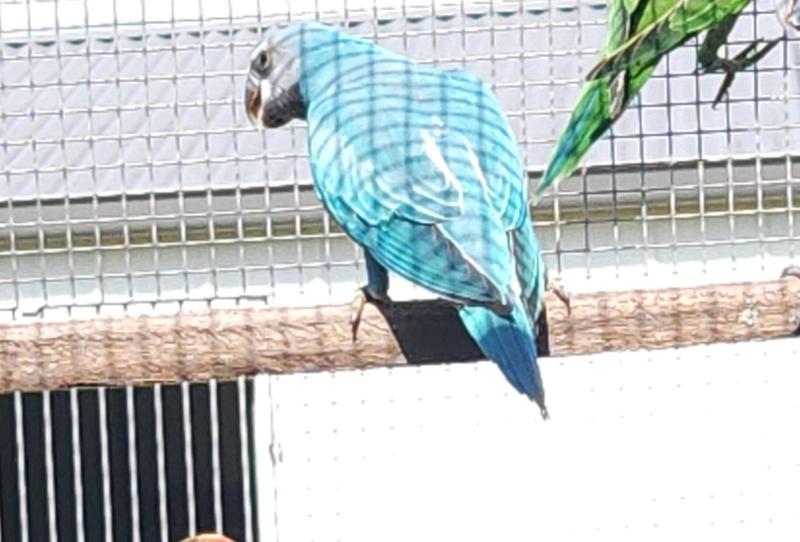 Blue Moustache cock   bred 2025