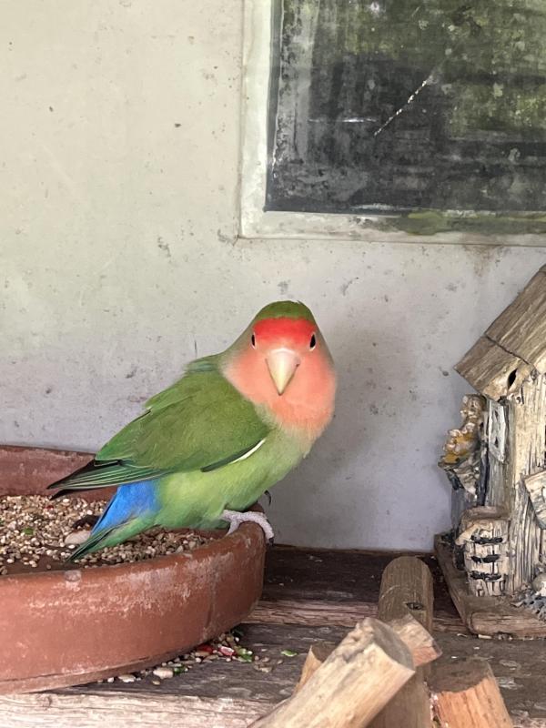 Love bird and peach face