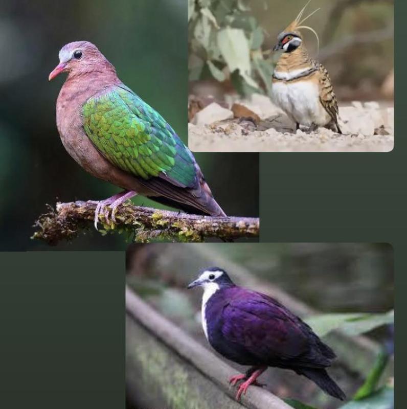 WANTED: Exotic Native Doves