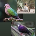 WANTED: Exotic Native Doves