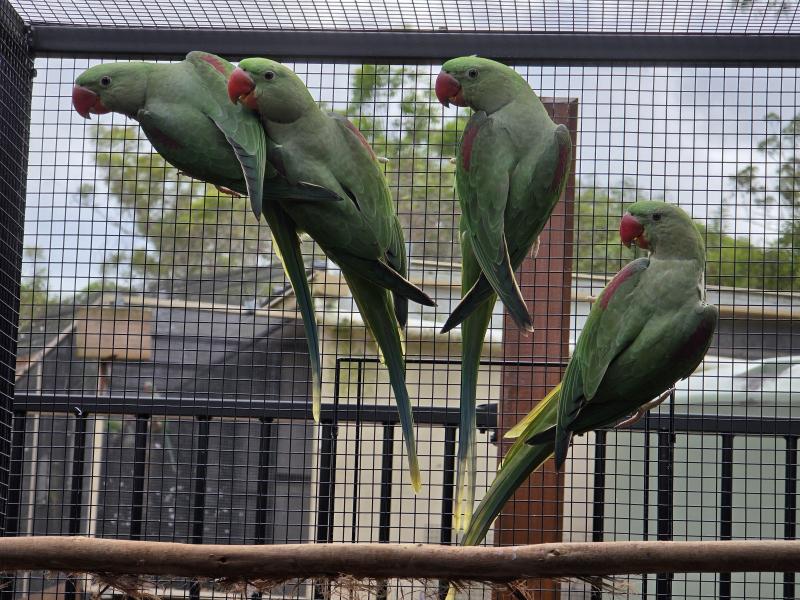 10th Generation split Lutino Alexandrine cocks