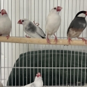 Java Finches