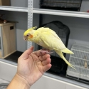 Hand raised lutino cockatiel