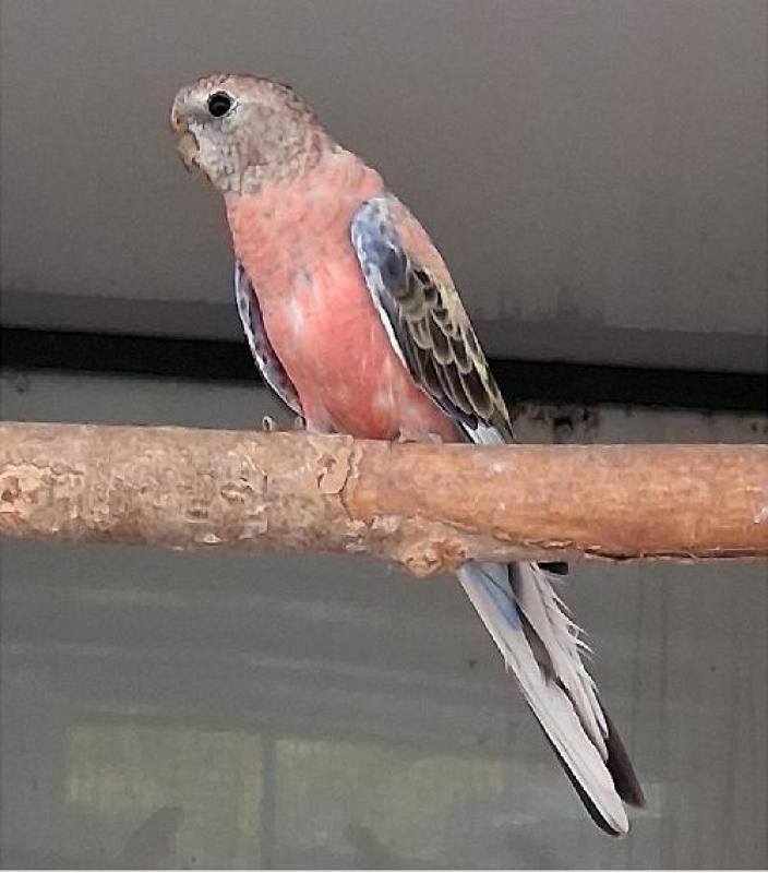 ROSA AND NORMAL SPLIT BOURKES