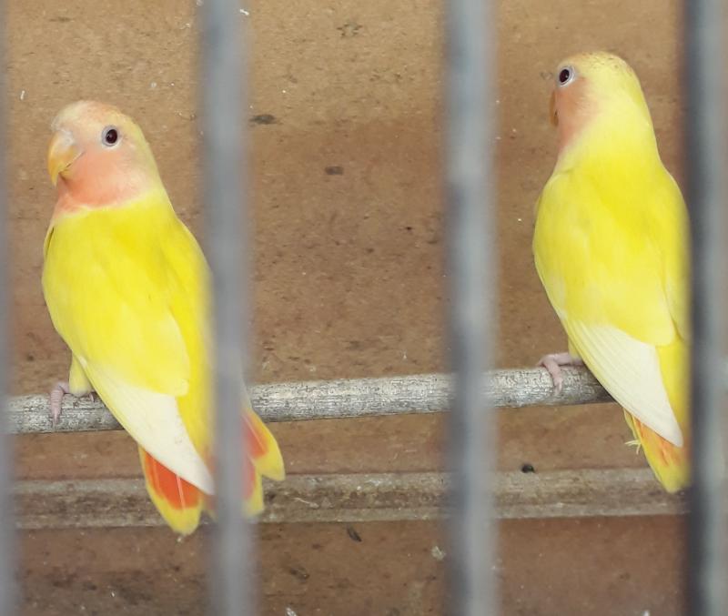 Opaline Lutino split Orange face HENS