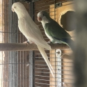 Mature Quaker Pair