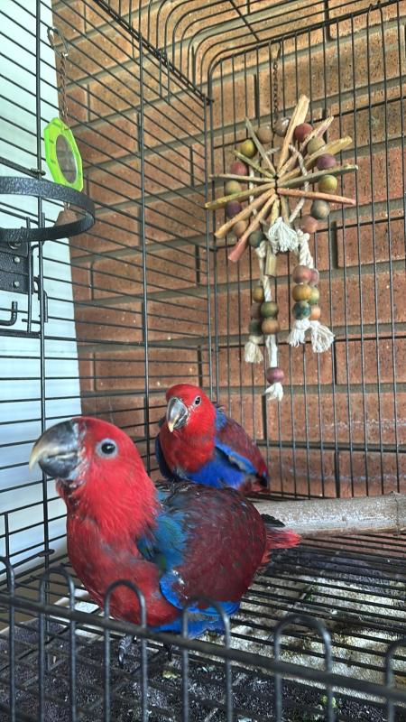 2x female hand raised Eclectus parrots