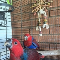 2x female hand raised Eclectus parrots