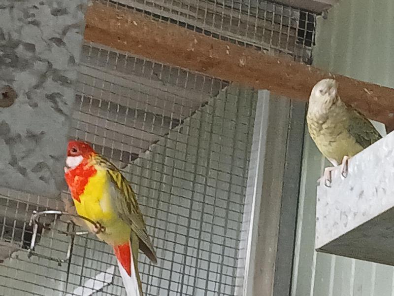 Cinnamon eastern rosellas