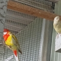 Cinnamon eastern rosellas