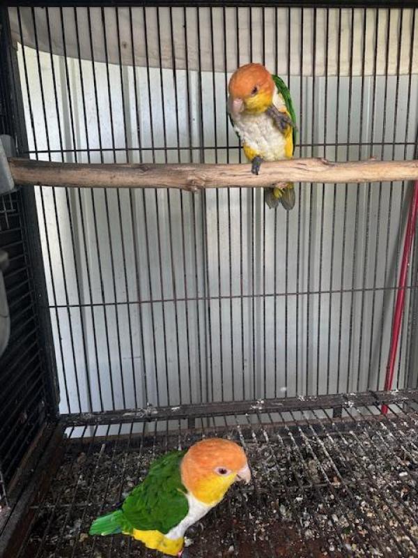 White Belly Caiques