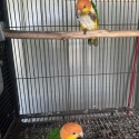 White Belly Caiques