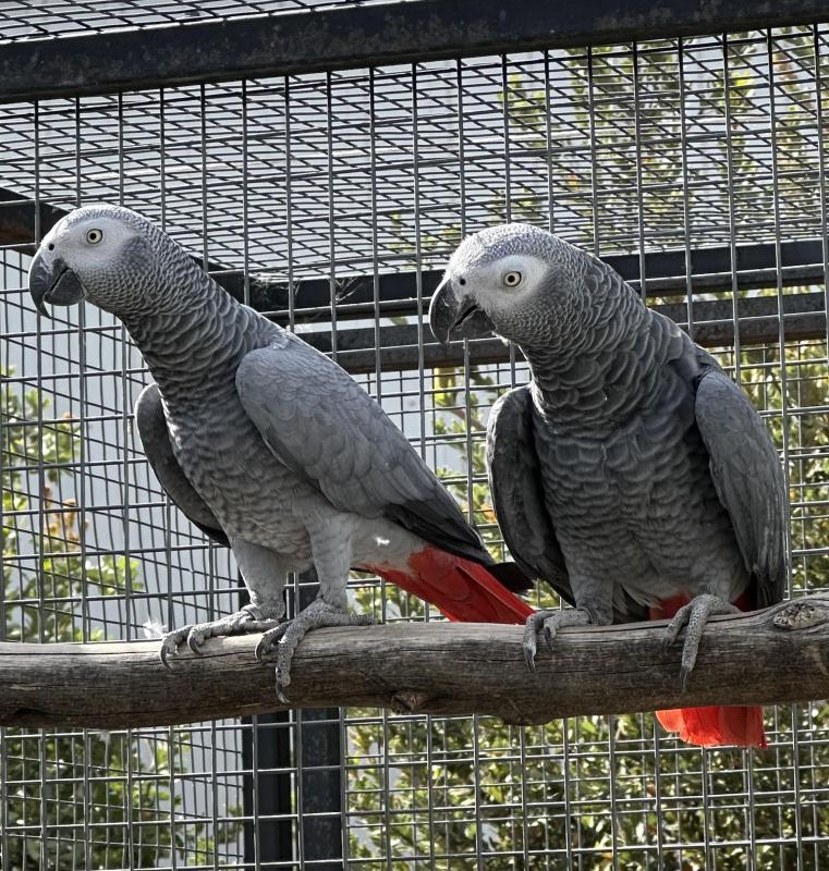 BONDED AFRICAN GREY PAIR