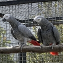 BONDED AFRICAN GREY PAIR