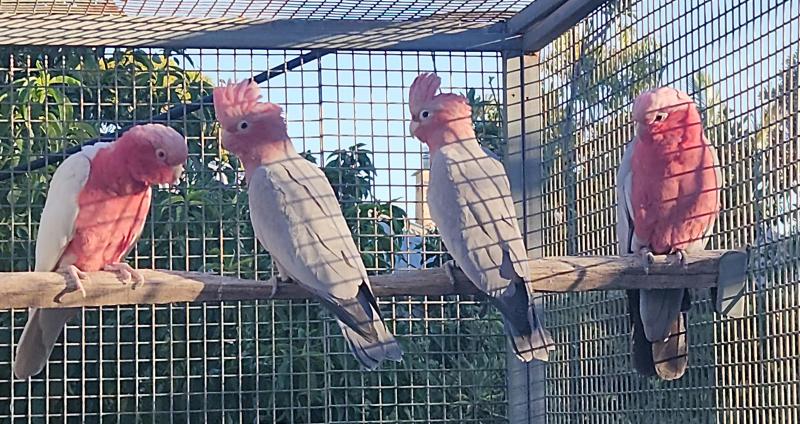 Split lutino galah cocks