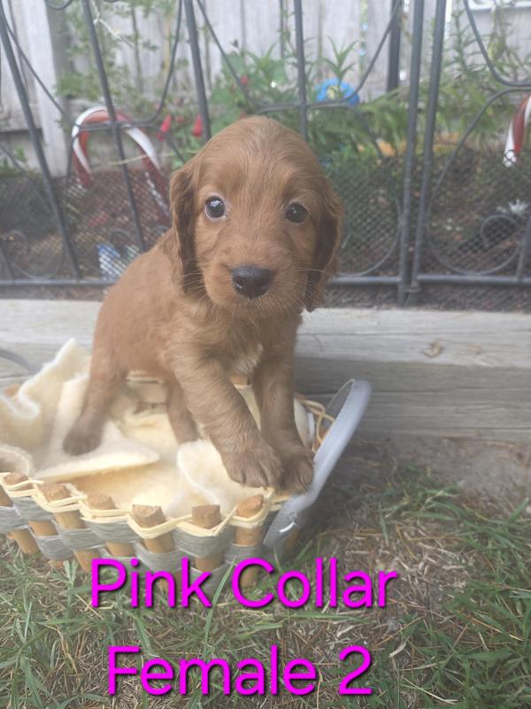 Spoodle Puppies 3Males 1Female Left