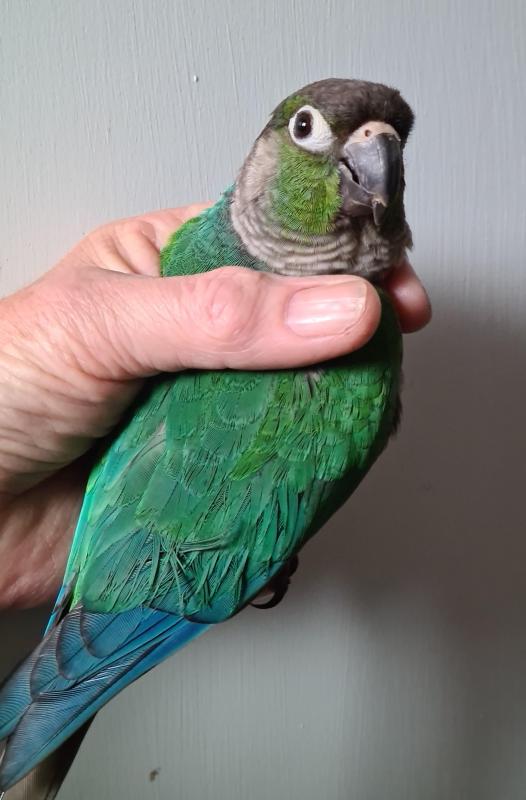 Hand Raised Green cheek Conure + cage ( sell or swap )