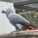 2021 AFRICAN GREY COCK BIRD